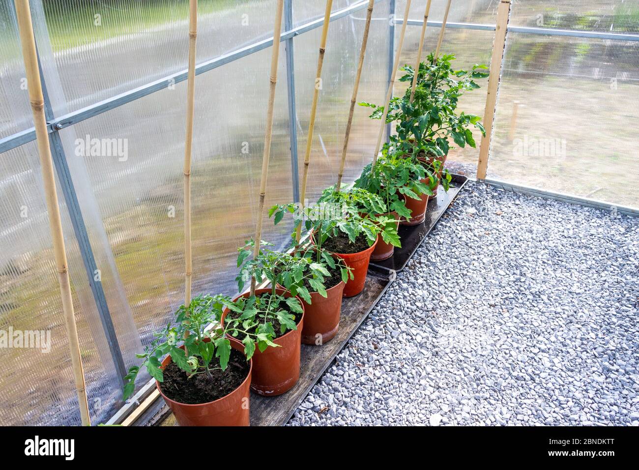 Plants de tomates poussant dans une serre en polycarbonate dans des pots de 10' pouce. Banque D'Images