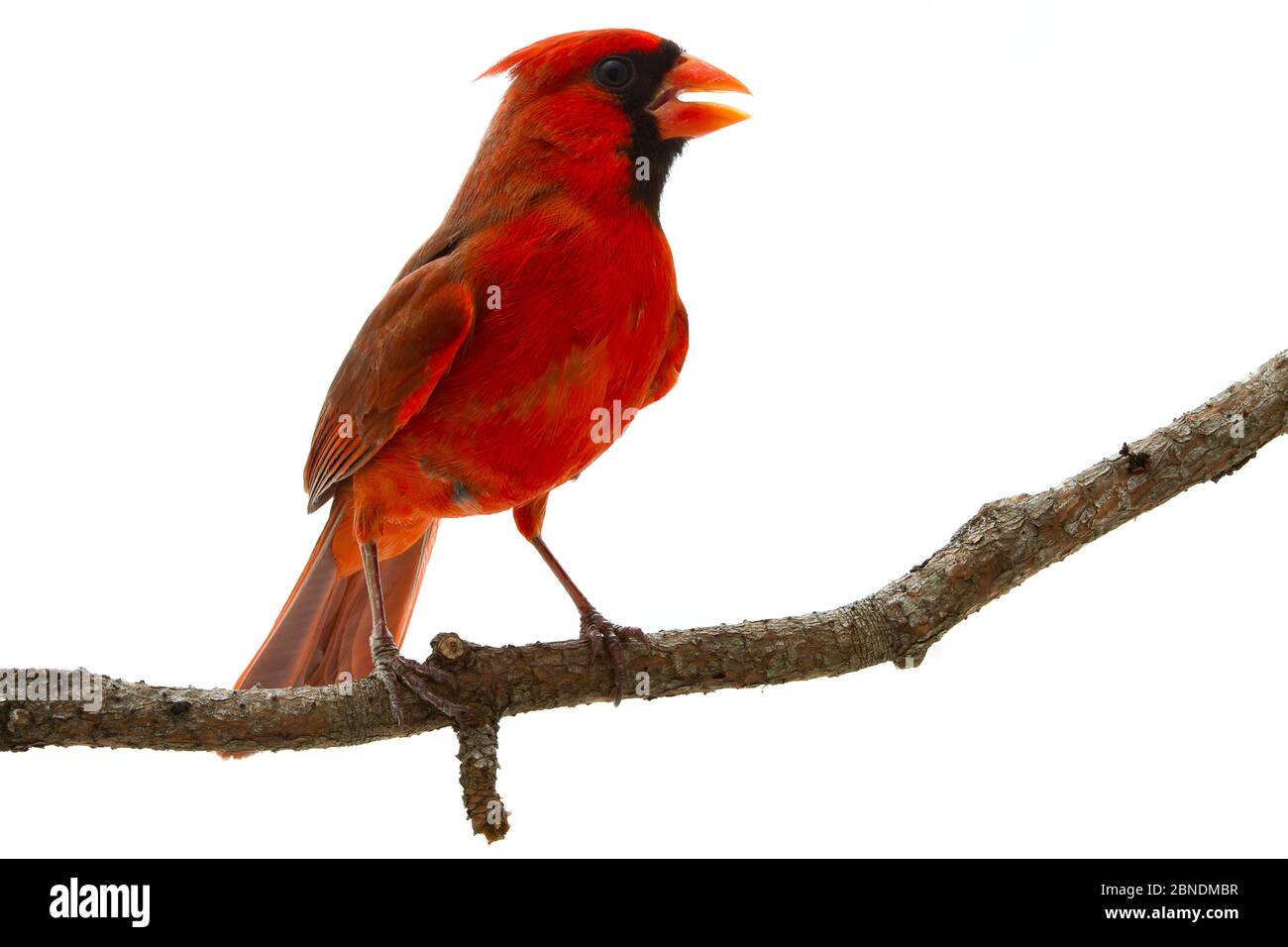 Cardinal du Nord (Cardinalis cardinalis) mâle, Oxford, Mississippi, États-Unis. Meetyourneighbors.net projet Banque D'Images