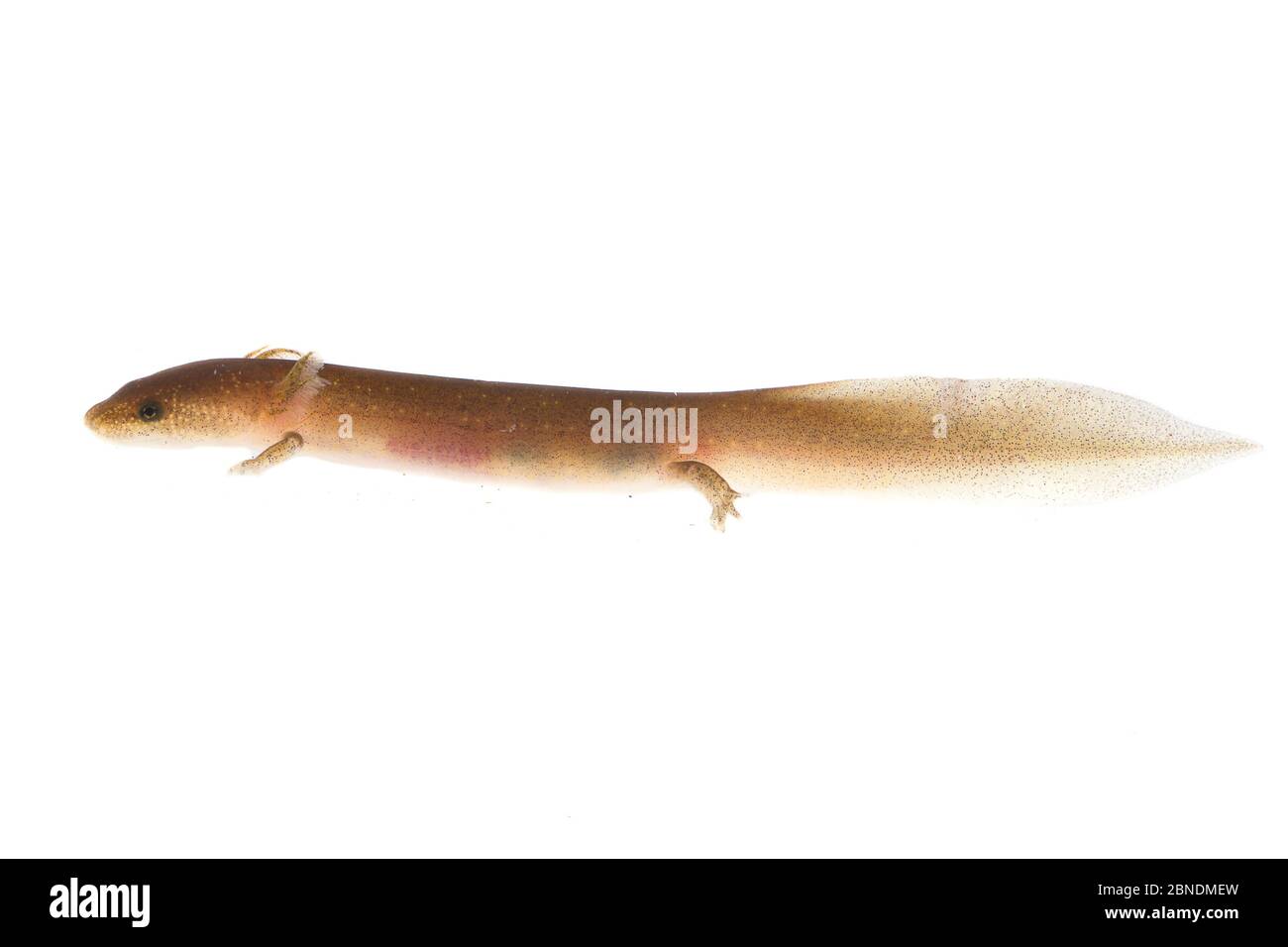 Salamander (Pseudotriton spp.) larva, Tishomingo, Mississippi, États-Unis. Meetyourneighbors.net projet Banque D'Images