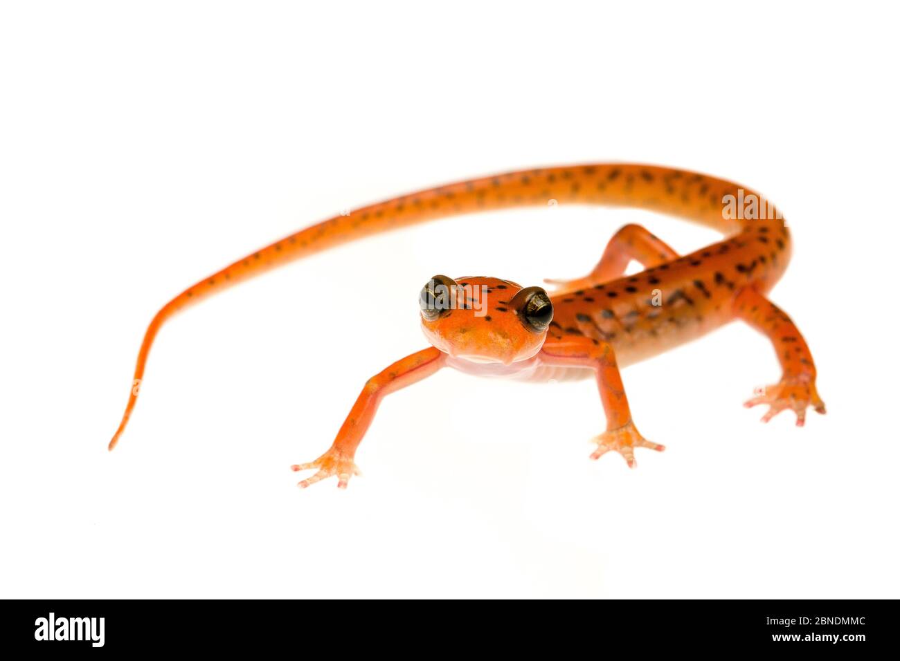 Salamandre troglodyte (Eurycea lucifuga) Tishomingo, Mississippi, États-Unis, avril. Meetyourneighbors.net projet Banque D'Images