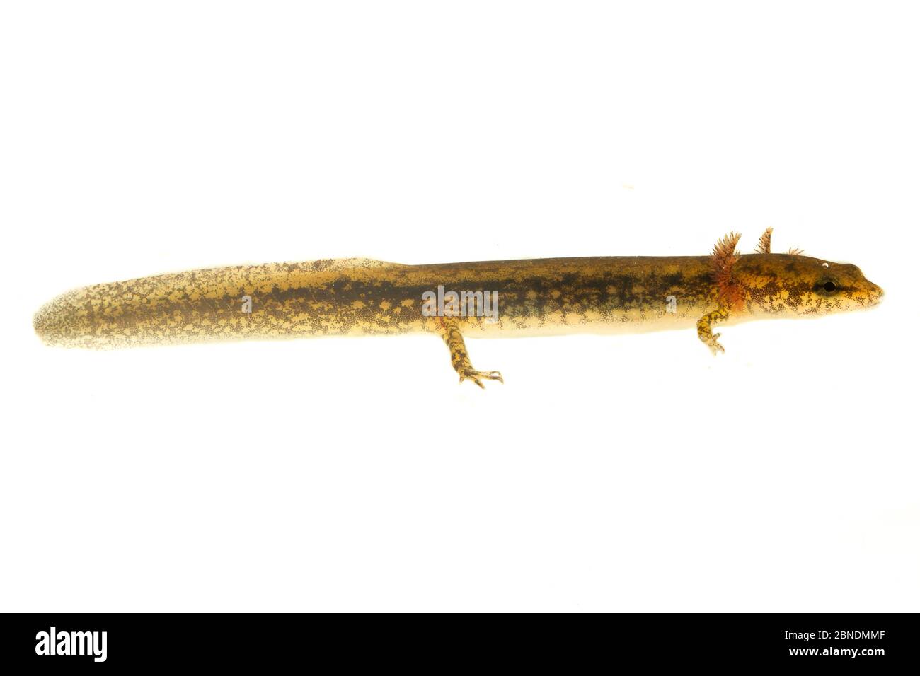 Larve de salamandre sombre (Desmognathus spp.), parc national de Tishomingo, Mississippi, États-Unis, avril. Meetyourneighbors.net projet Banque D'Images