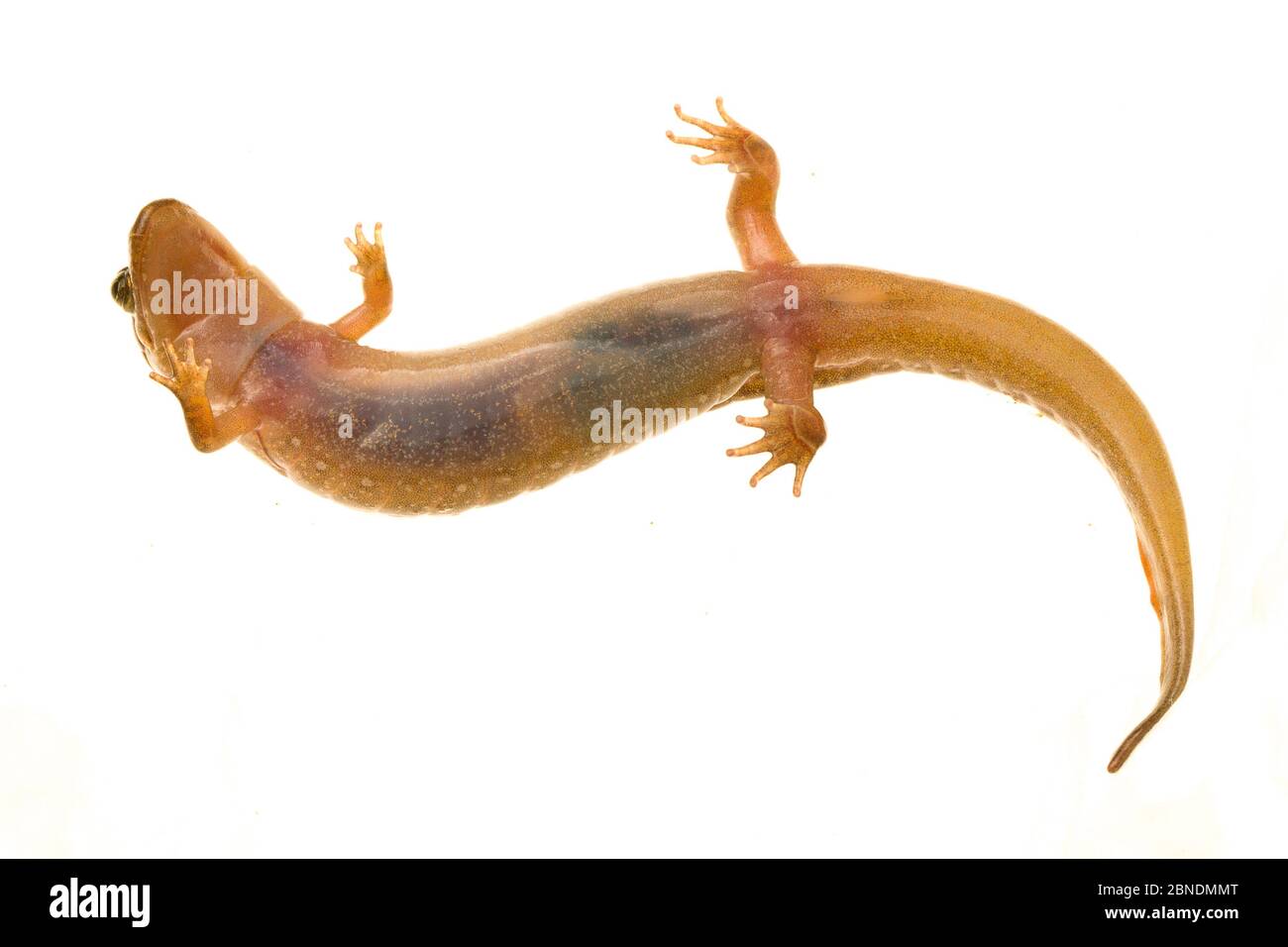 Salamandre sombre tacheté (Desmognathus conanti) Tishomingo, Mississippi, États-Unis, avril. Meetyourneighbors.net projet Banque D'Images