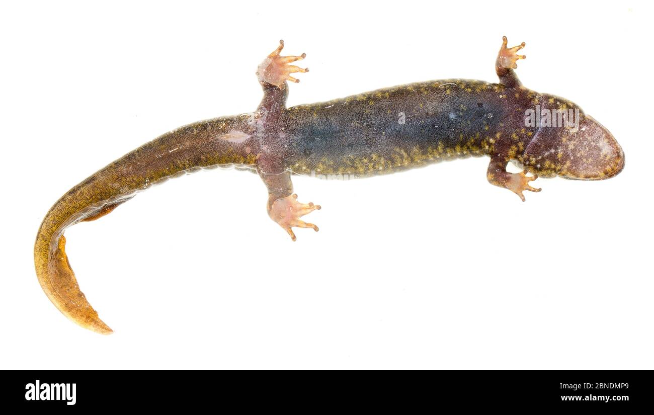 Salamandre à ventre noir (Desmognathus quadramaculatus) vu d'en dessous, Clark's Creek Park, Tennessee, États-Unis, mars. Meetyourneighbors.net projet Banque D'Images