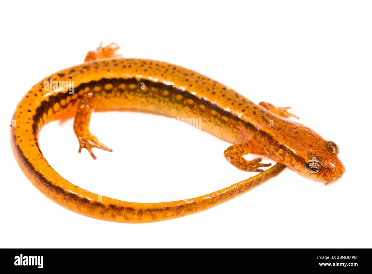 Salamandre à deux lignes du sud (Eurycea cirrigera) Forêt nationale d'Apalachicola, Floride, États-Unis, septembre. Meetyourneighbors.net projet Banque D'Images