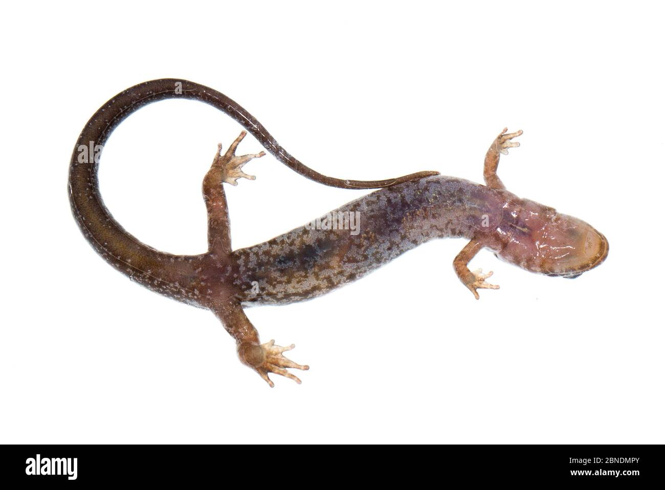 Salamandre pygmée (Desmognathus wrighti) vue d'en dessous, Buffalo Mountain, Tennessee, États-Unis, mars. Meetyourneighbors.net projet Banque D'Images