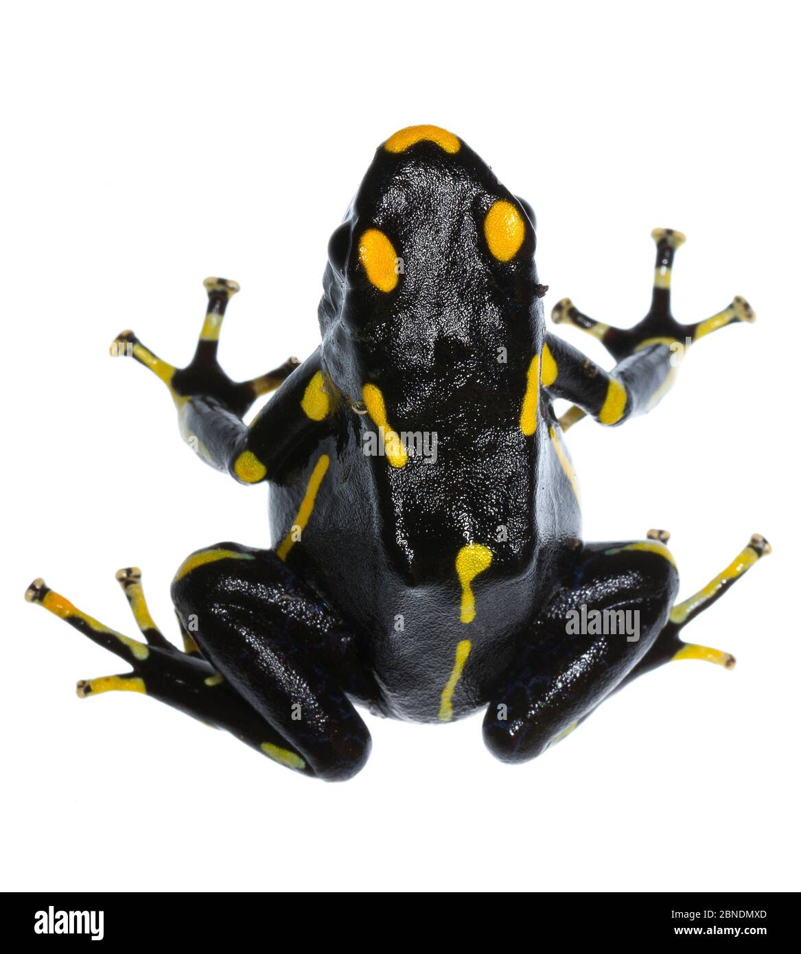 La grenouille-poison à teinture (Dendrobates tinctorius) est captive au Guyana, au Suriname, au Brésil et en Guyane française. Meetyourneighbors.net projet Banque D'Images
