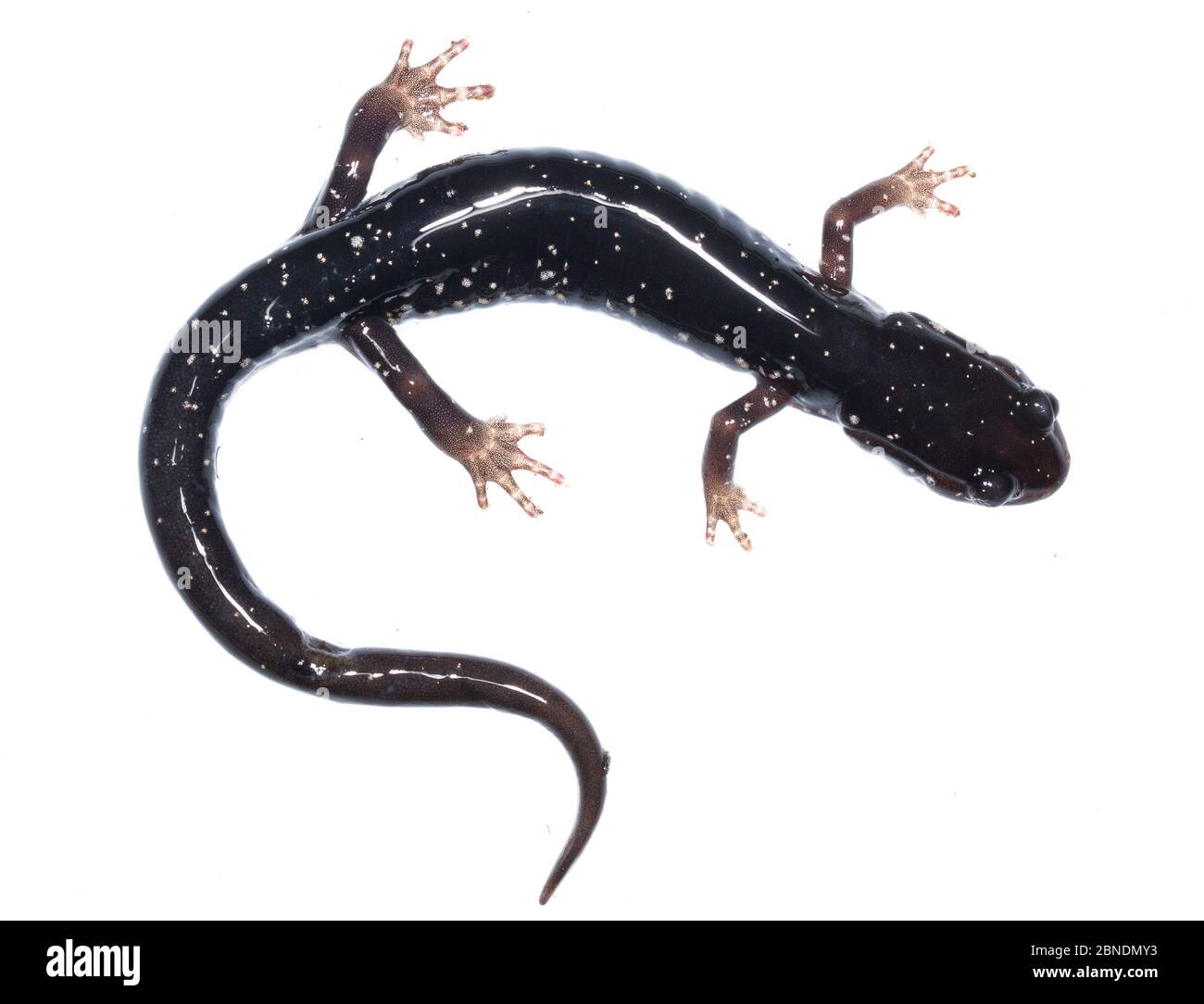 Salamandre des appalaches du Sud (Plethodon teyahalee) Cheoah Bald, Caroline du Nord, États-Unis, mai. Meetyourneighbors.net projet Banque D'Images