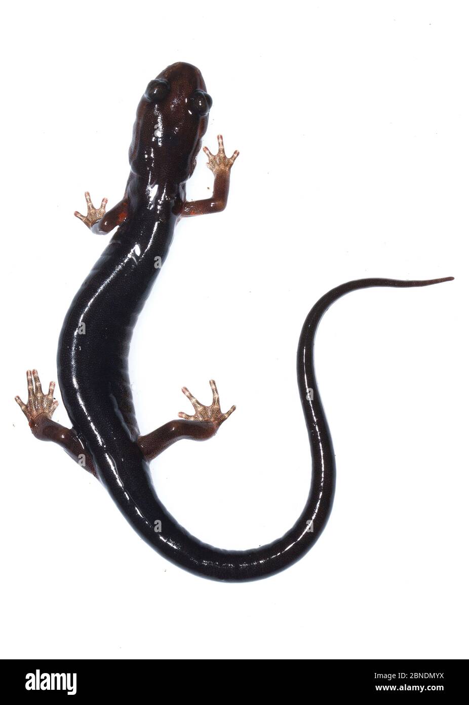 Cheoah Bald salamandre (Plethodon cheoah) Chooah Bald, Caroline du Nord, États-Unis, mai. Meetyourneighbors.net projet Banque D'Images