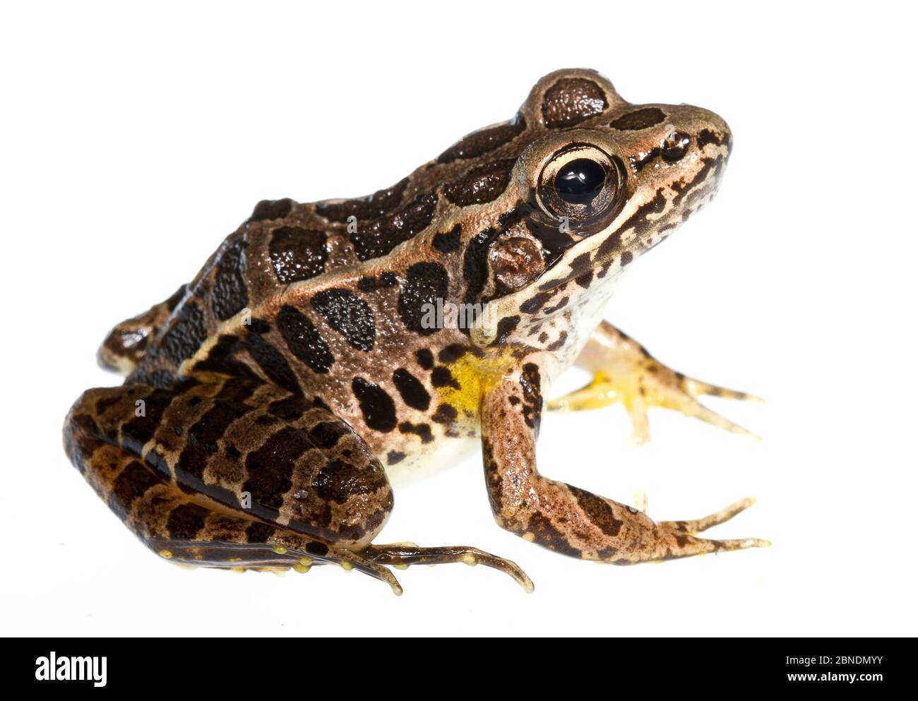 Grenouille de brochet (Rana palustris) Clark's Creek, Tennessee, États-Unis. Mai. Meetyourneighbors.net projet Banque D'Images