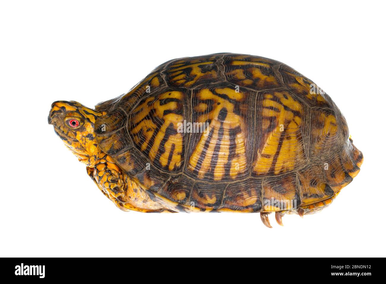 Tortue cachetée de l'est (Terrepene carolina carolina Carolina) Parc d'état de Pine Mountain, Kentucky, États-Unis. Meetyourneighbors.net projet Banque D'Images