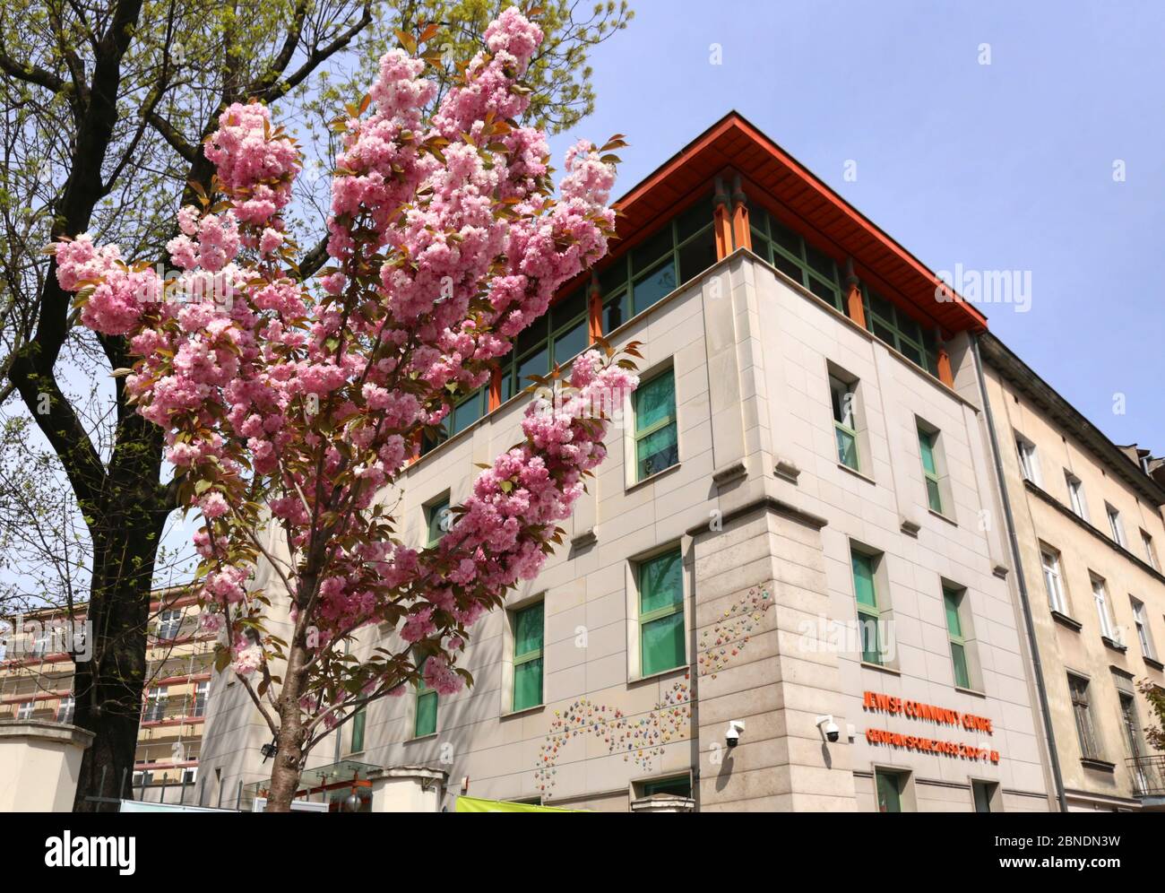 Cracovie. Cracovie. Pologne. Cerisiers en fleurs devant le Centre communautaire juif de Kazimierz. Banque D'Images