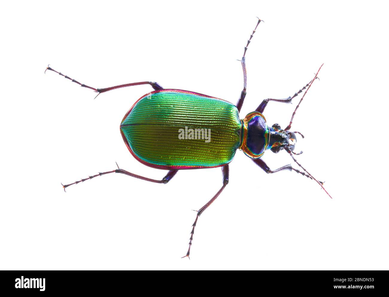 Coléoptère de chasseur de Caterpillar (Calosoma sycophanta) Oxford, Mississippi, États-Unis, avril. Meetyourneighbors.net projet Banque D'Images