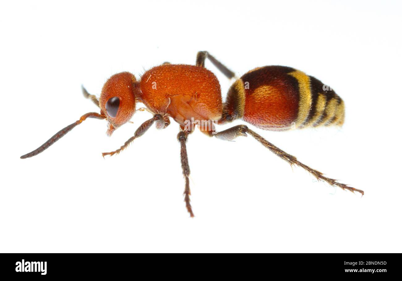 Velvet ant (Dasymutilla quadriguttata) Oxford, Mississippi, États-Unis. Meetyourneighbors.net projet Banque D'Images
