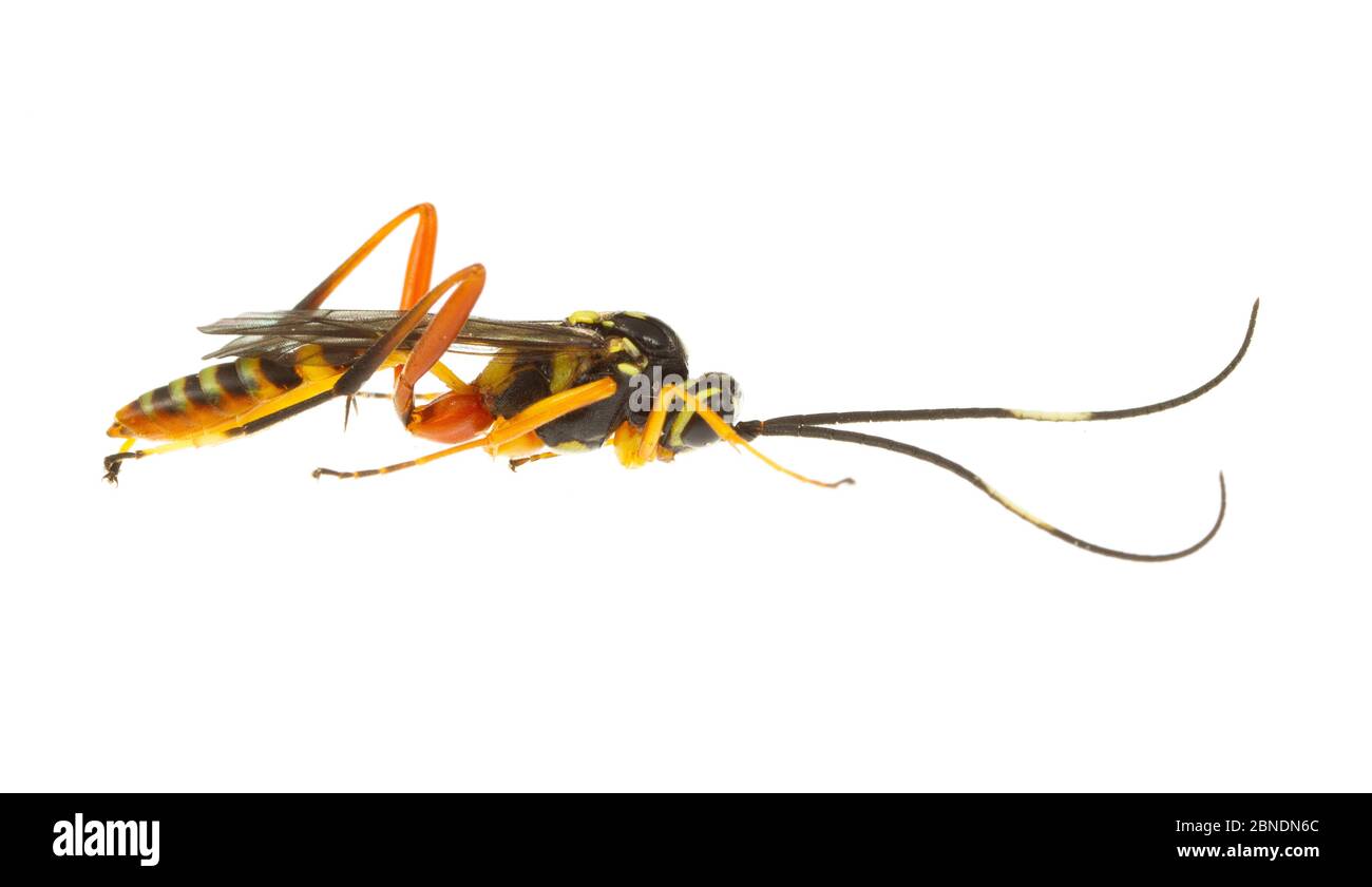 Wasp (Ichnumonidae) Oxford, Mississippi, États-Unis, mai. Meetyourneighbors.net projet Banque D'Images