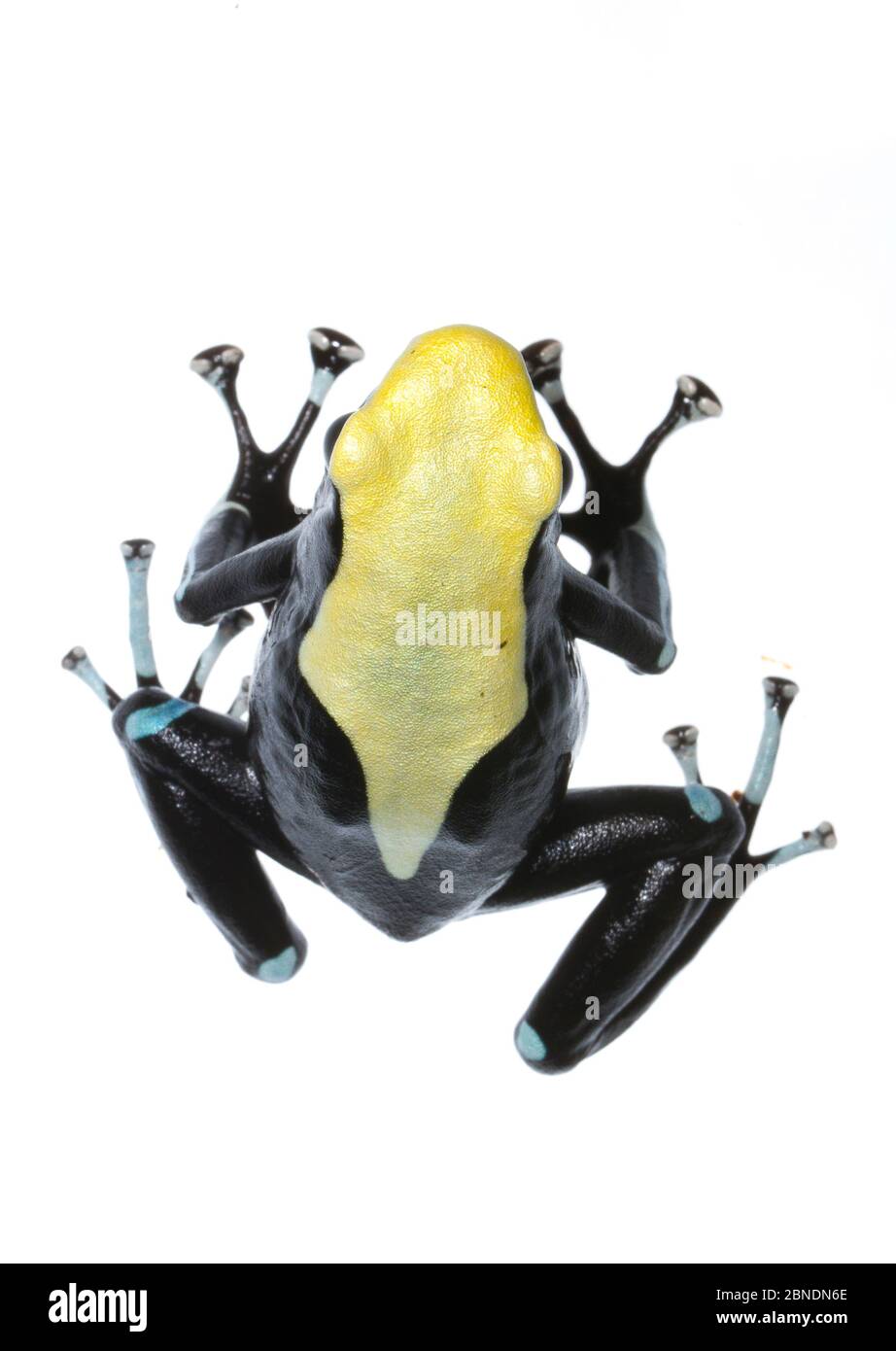 La grenouille-poison à teinture (Dendrobates tinctorius) est captive au Guyana, au Suriname, au Brésil et en Guyane française. Meetyourneighbors.net projet Banque D'Images
