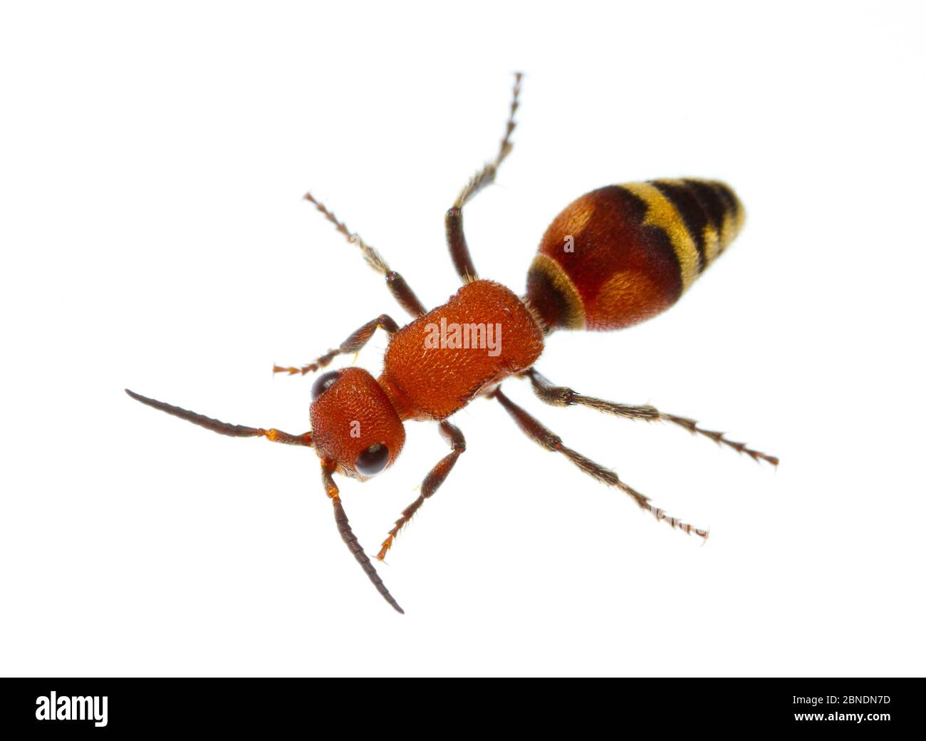 Velvet ant (Dasymutilla quadriguttata) Oxford, Mississippi, États-Unis. Meetyourneighbors.net projet Banque D'Images