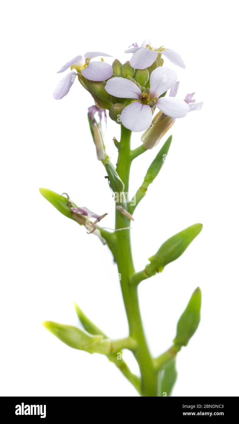 Johnny-tuck (Triphysaria eriantha rosea) en fleur, baie de San Diego, Californie, États-Unis, février. Meetyourneighbors.net projet Banque D'Images