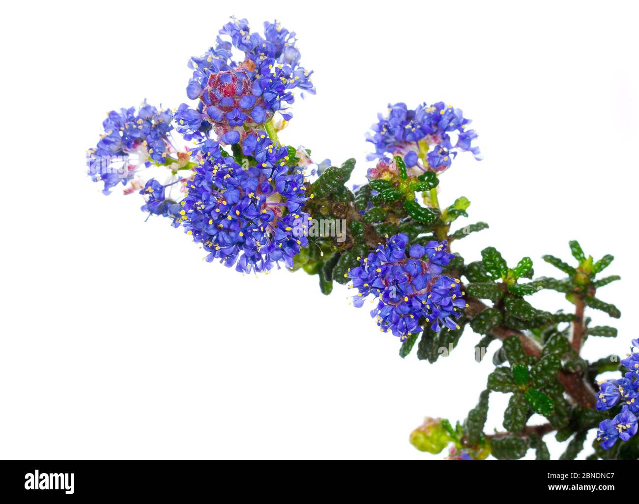 Cultivar de lilas de montagne de Californie (Ceanothus 'concha'). San Diego Bay, Californie, États-Unis, février. Meetyourneighbors.net projet. Banque D'Images
