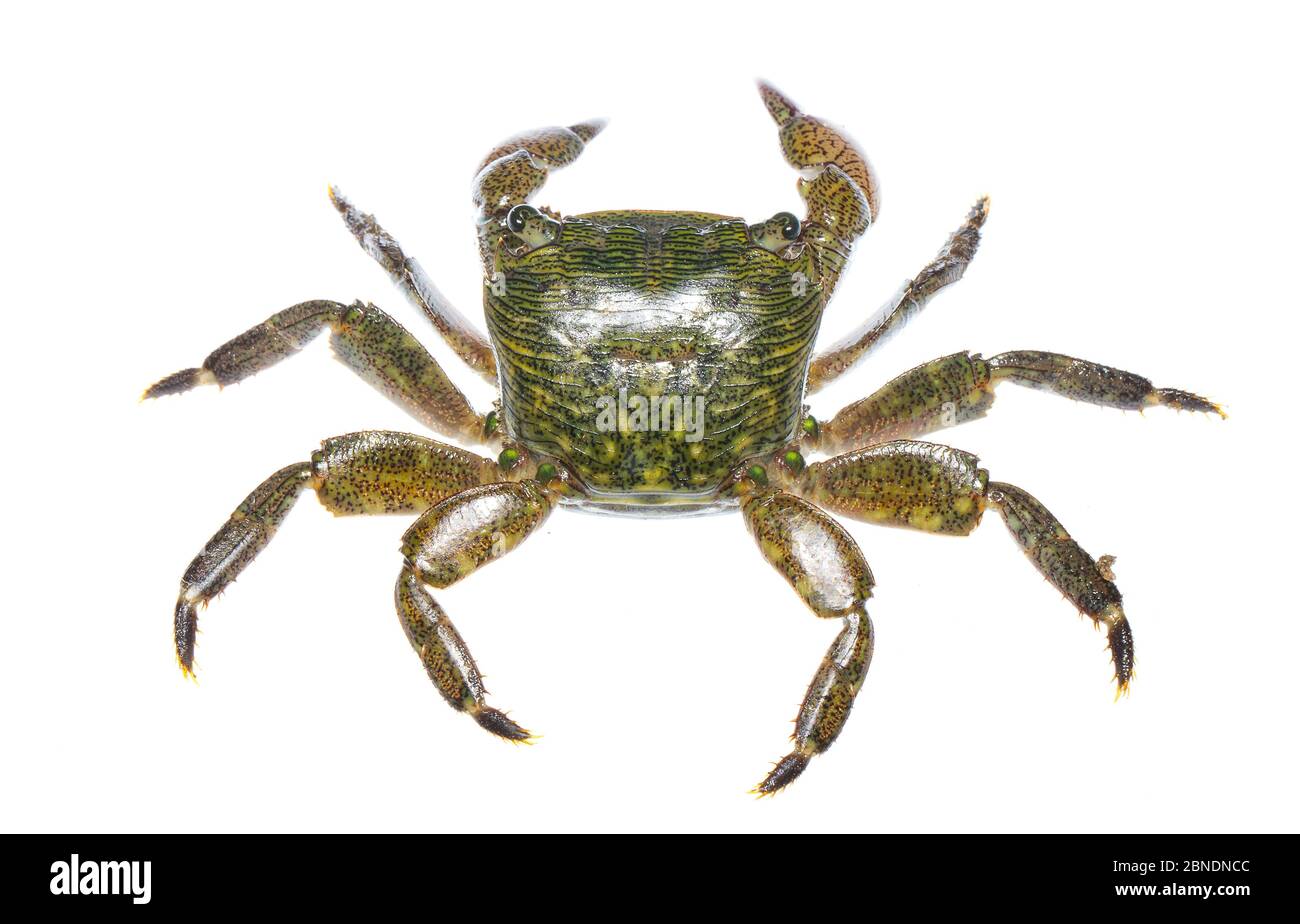 Crabe rayé (Pachygrapsus crassipes) San Diego Bay, Californie, États-Unis, février. Meetyourneighbors.net projet Banque D'Images