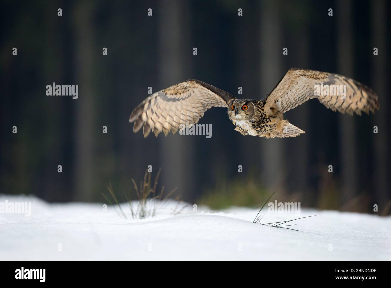La chouette aigle eurasienne (Bubo bubo) survolant la neige couvrait les coulis d'arbres en arrière-plan, République tchèque, février. Captif. Banque D'Images
