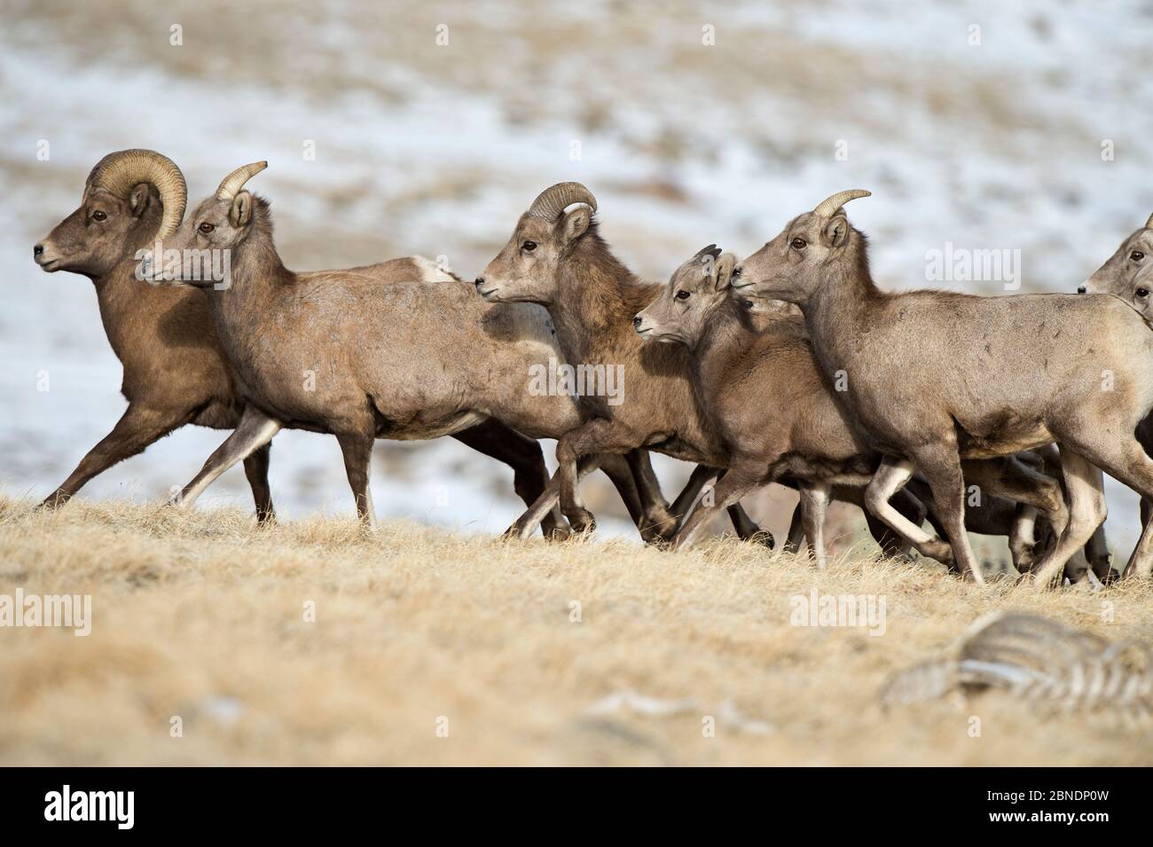 Brebis gighorne (Ovis canadensis canadensis) brebis, agneaux et bélier, chaîne de moutons de Bighorn de Whiskey Mountain, Dubois, Wyoming, États-Unis, novembre. Banque D'Images