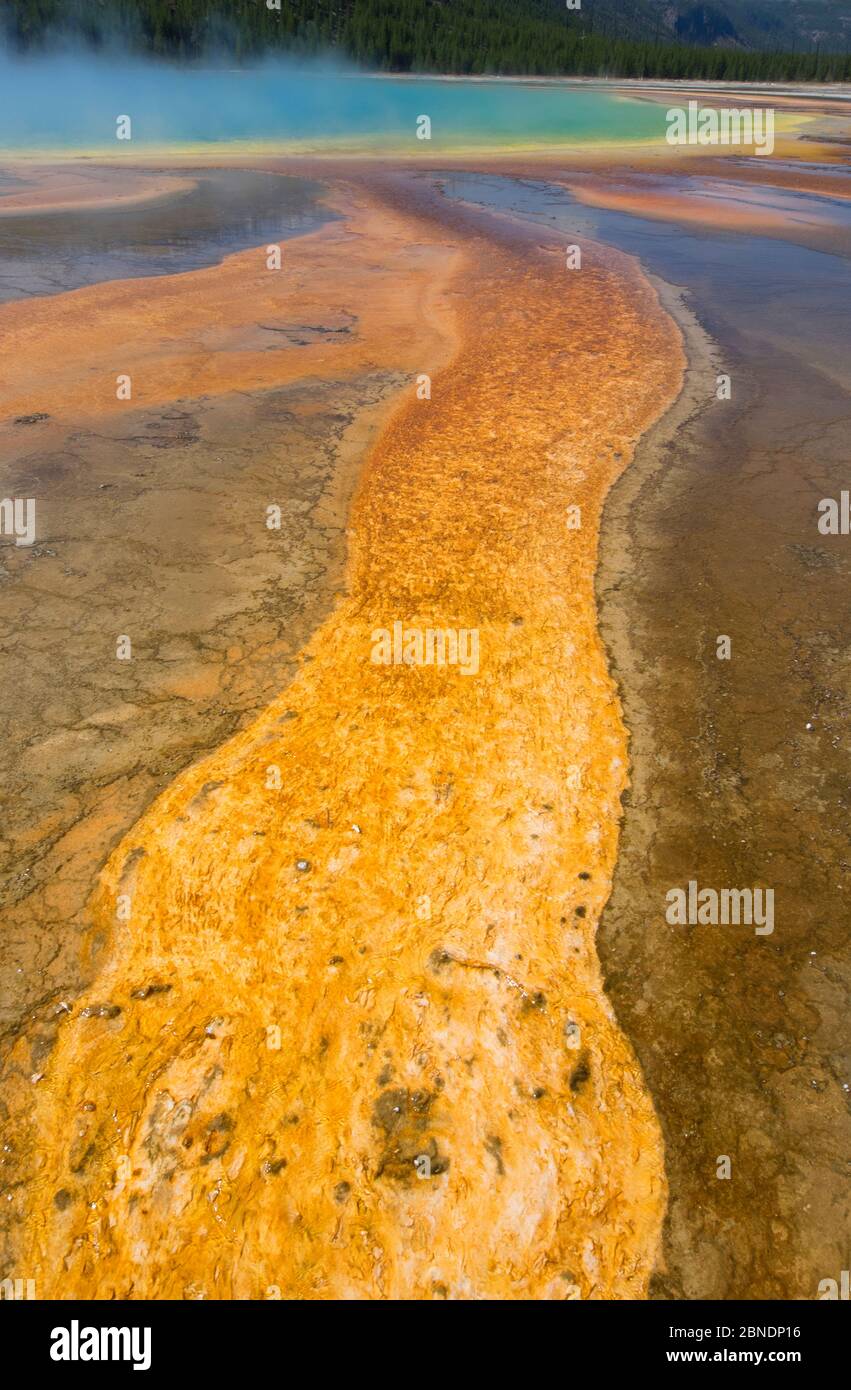 Tapis de bactéries thermophiles et Grand Prismatic Spring dans le parc national de Yellowstone, Wyoming, États-Unis, septembre 2014. Banque D'Images