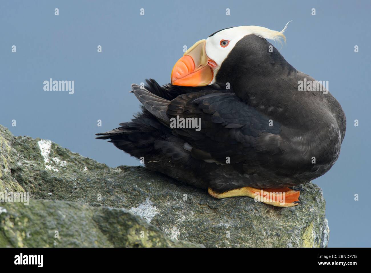 Préparation de macareux touffés (Fratercula cirrhota), dans le plumage reproductrice, île Saint-Paul, Alaska. Juillet. Banque D'Images