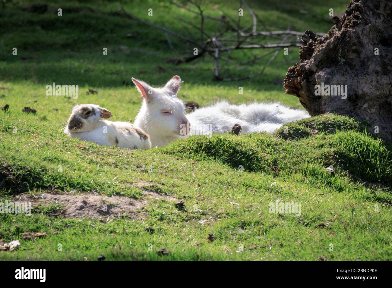 Sythen, NRW, Allemagne. 14 mai 2020. Un wallaby albino et son ami de lapin blanc se blottent ensemble au parc animalier de Granat, une réserve naturelle de 600 m2 où jusqu'à 500 animaux se déplacent en toute liberté. Les parcs d'attractions, zoos et certains parcs de loisirs extérieurs rouvrent avec des conseils spéciaux et des règles de distance en place, suite à la décision de relâcher progressivement certaines des mesures de verrouillage en Allemagne. Crédit : Imagetraceur/Alamy Live News Banque D'Images