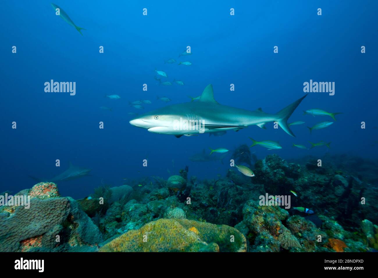 Requins gris de récif (Carcharhinus amblyrhynchos) Bahamas du Nord, mer des Caraïbes, océan Atlantique Banque D'Images