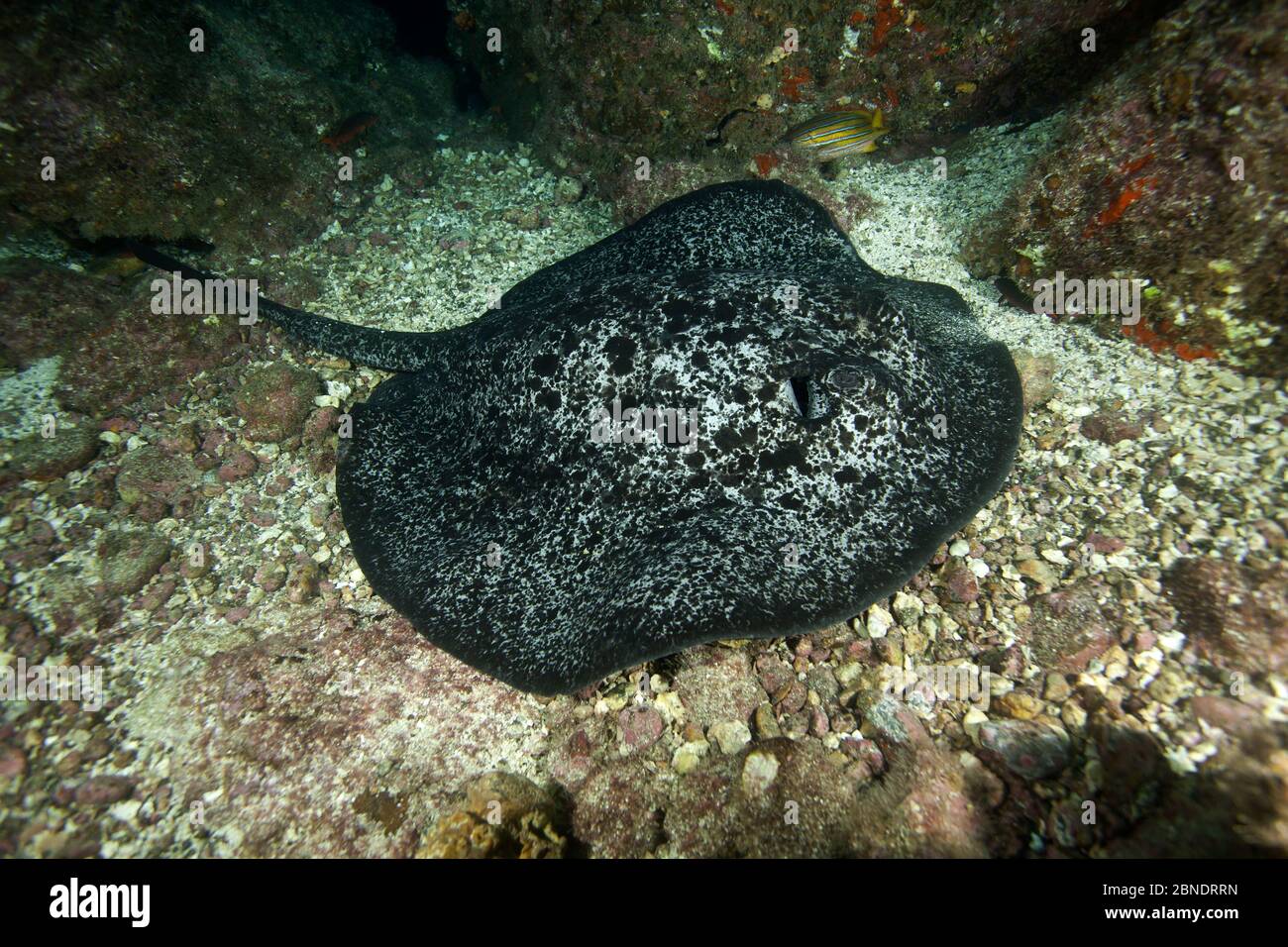 Mamarbled ray (Taeniurops meyeni) Parc national de l'île de Cocos, Costa Rica, Océan Pacifique est Banque D'Images