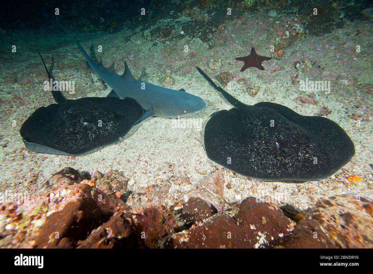 Requin récif de Whitetip (Triaenodon obesus) se trouvant près de Marbled ray (Taeniurops meyeni) Parc national de l'île de Cocos, Costa Rica, Océan Pacifique est Banque D'Images