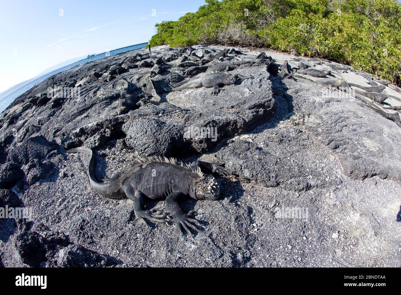 Iguanes marins (Amblyrhynchus cristatus) se baquant sur la roche volcanique, Punta Espinosa, l'île Fernandina, les îles Galapagos, l'océan Pacifique est. Banque D'Images