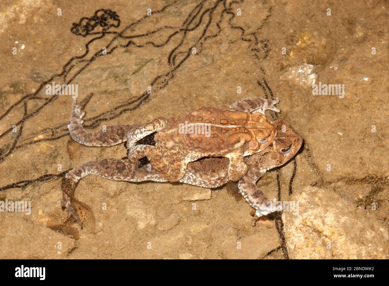 Paire de crapauds américains (Anaxyrus americanus) dans un ampelune prêt à pondre des œufs, Wissaickon Creek, Philadelphie, Pennsylvanie, États-Unis, avril. Banque D'Images