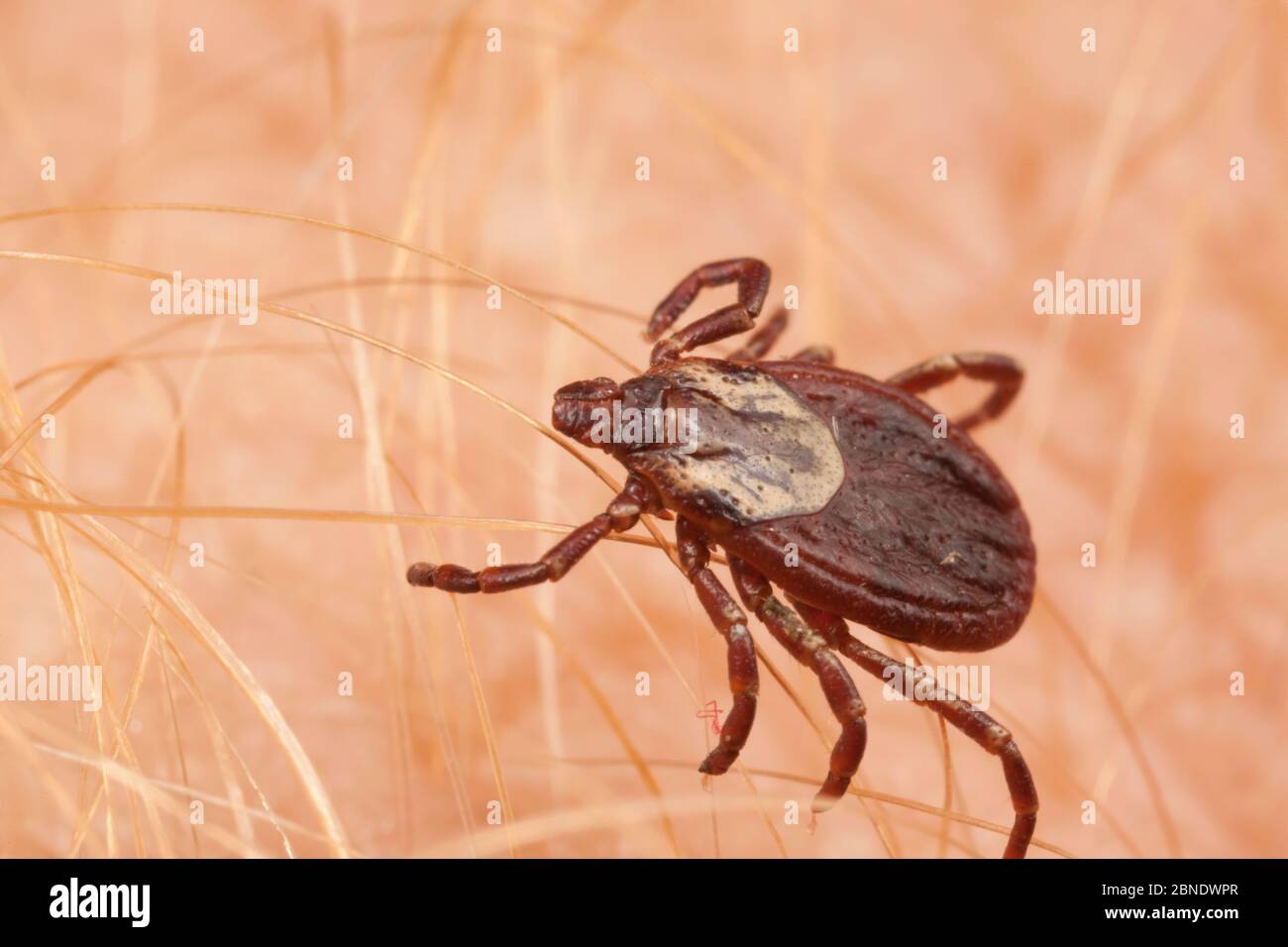 Tick de chien américain (Dermacentor variabilis) adulte femelle, PA, Morris Arboretum, Philadelphie, Pennsylvannia, États-Unis, juin. Banque D'Images