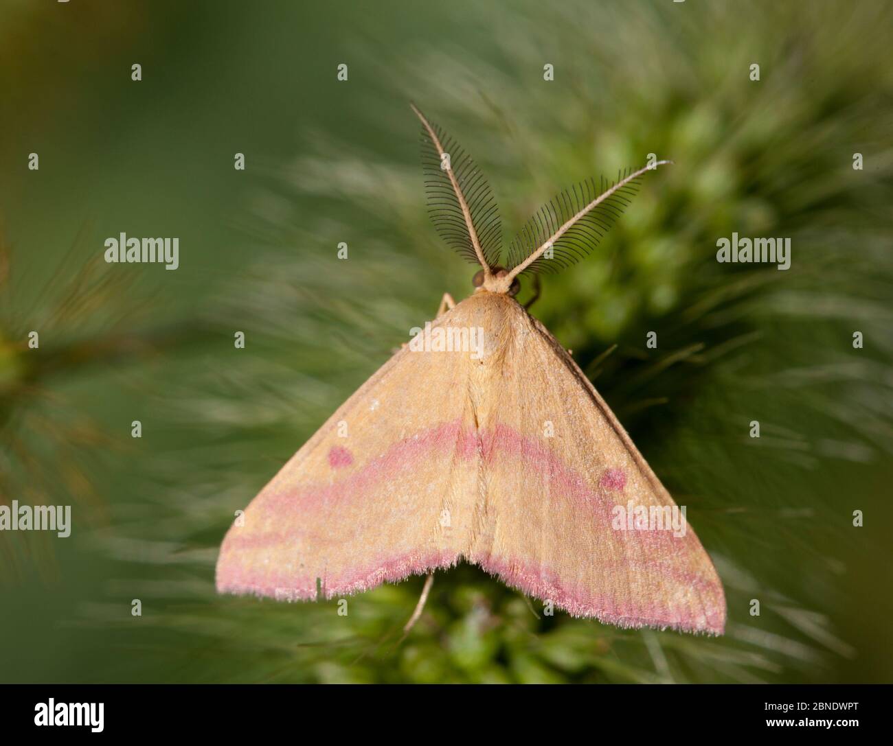 Papillon des mauvaises herbes (Haematopes grataria) Philadelphie, Pennsylvanie, États-Unis, septembre. Banque D'Images
