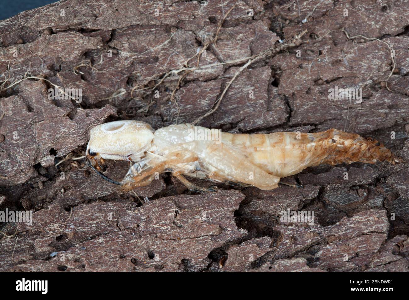 Métamorphisme du coléoptère des yeux (Alaus oculatus) de la pupa à l'adulte, Pensylvanie, États-Unis, août. Banque D'Images