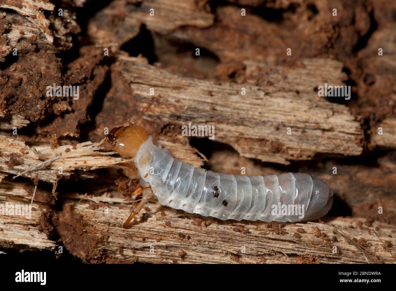Larve du beybeer (Odontotaenius disjunctus) dans le rondin pourri, Philadelphie, Pennsylvanie, États-Unis, juillet. Banque D'Images