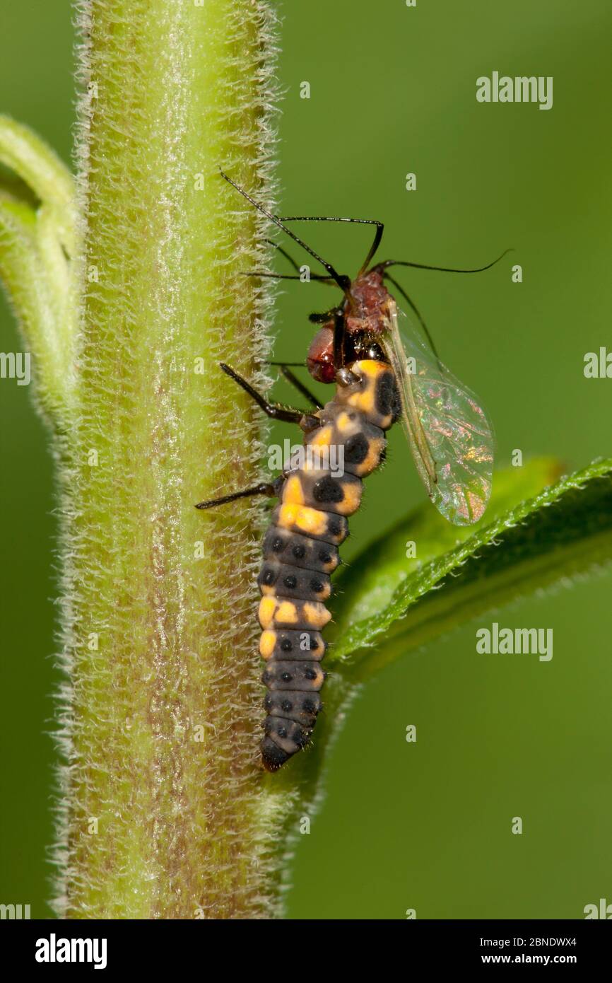La larve de coléoptère convergente (Hippodamia convergens) mangeant le puceron rouge (Uroleuton nigrotupiculatum) Philadelphie, Pennsylvanie, États-Unis. Juillet. Banque D'Images
