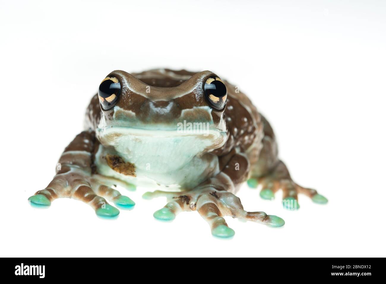 Portrait de grenouille de lait d'Amazone / Mission de grenouille d'arbre à œil doré (Phrynohyas resinifictrix), captive, se trouve dans la forêt amazonienne, en Amérique du Sud. Banque D'Images