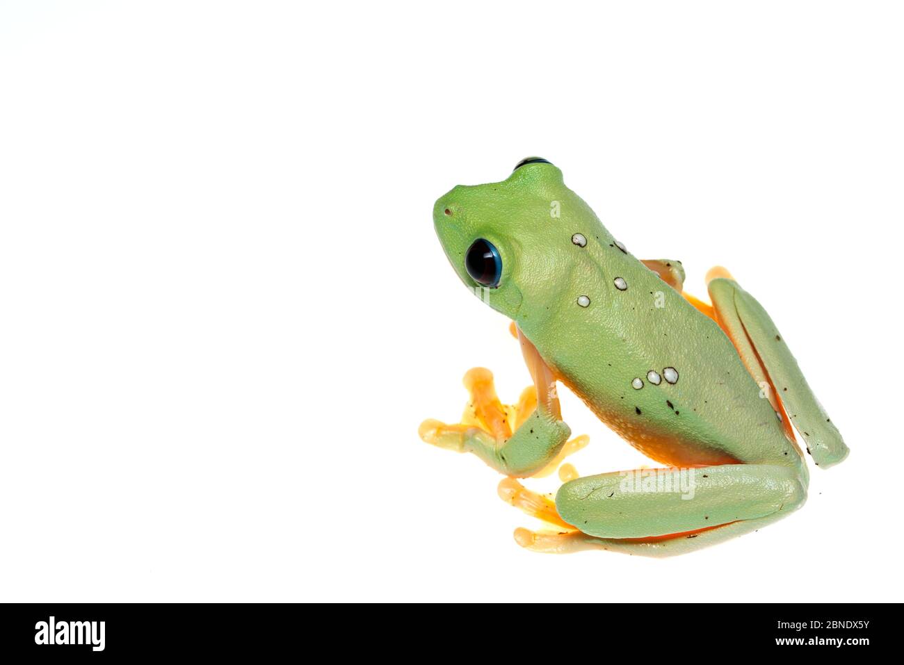 Gliding tree frog (Agalychnis spurrelli) captive, se produit en Colombie, Costa Rica, Équateur, et le Panama. Banque D'Images