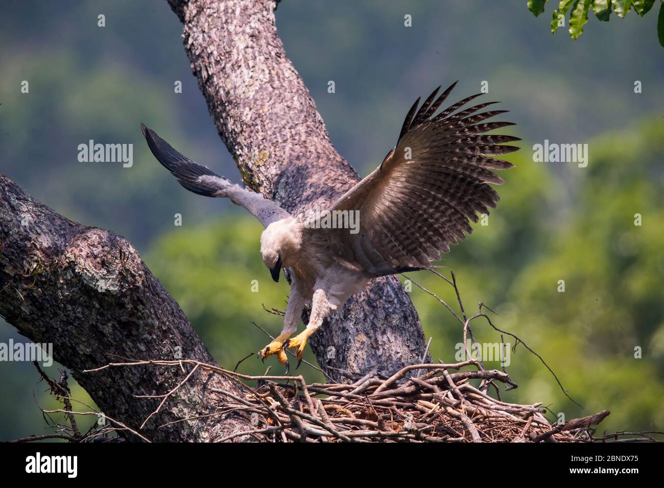 Aigle harpie (Harpia harpyja) juvénile au nid, ailes étirant, Parc national de Carajas, Amazonas, Brésil. Banque D'Images