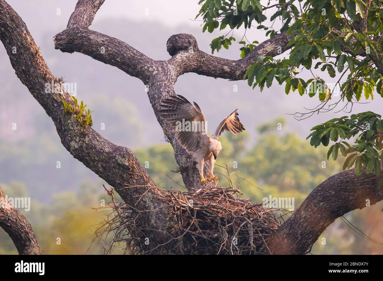 Aigle harpie (Harpia harpyja) juvénile au nid, ailes étirant, Parc national de Carajas, Amazonas, Brésil. Banque D'Images