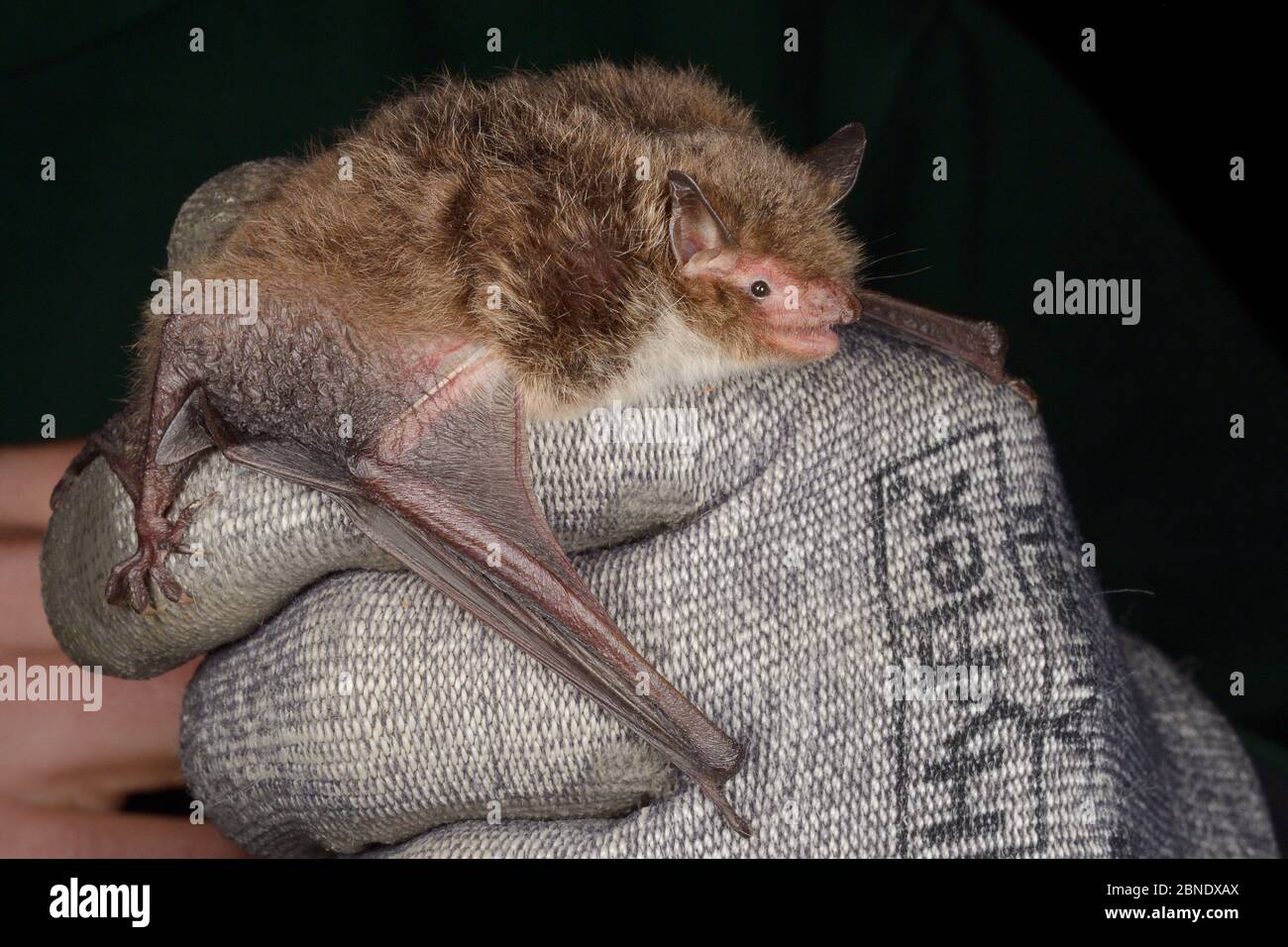 La chauve-souris de Daubenton (Myotis daubentonii) a eu lieu au cours d'une enquête d'automne menée par le Groupe Wiltshire Bat, près de Box, Wiltshire, Royaume-Uni, septembre. Modèle r Banque D'Images