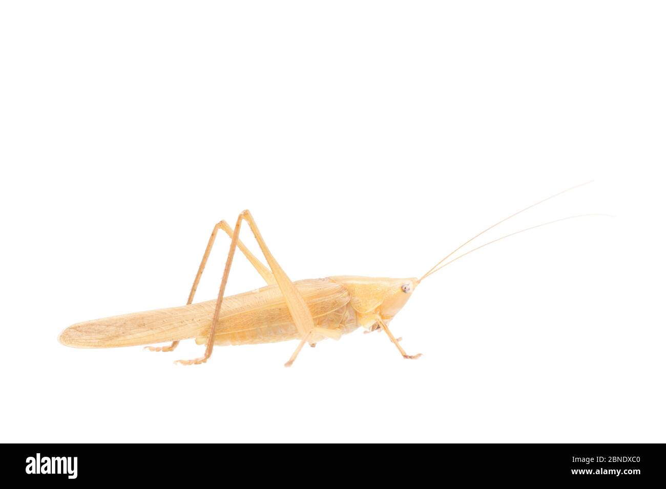 Grande variété de couleurs femelles de tête de cotier (Ruspolia nitidula), France, projet de juillet Meetyourneighbors.net Banque D'Images