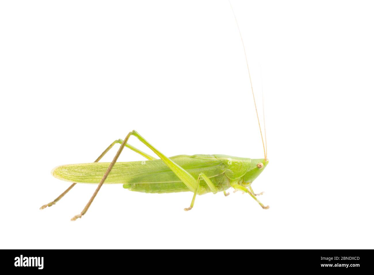 Grand chef de chantier (Ruspolia nitidula) masculin, France, juillet Meetyourneighbors.net projet Banque D'Images