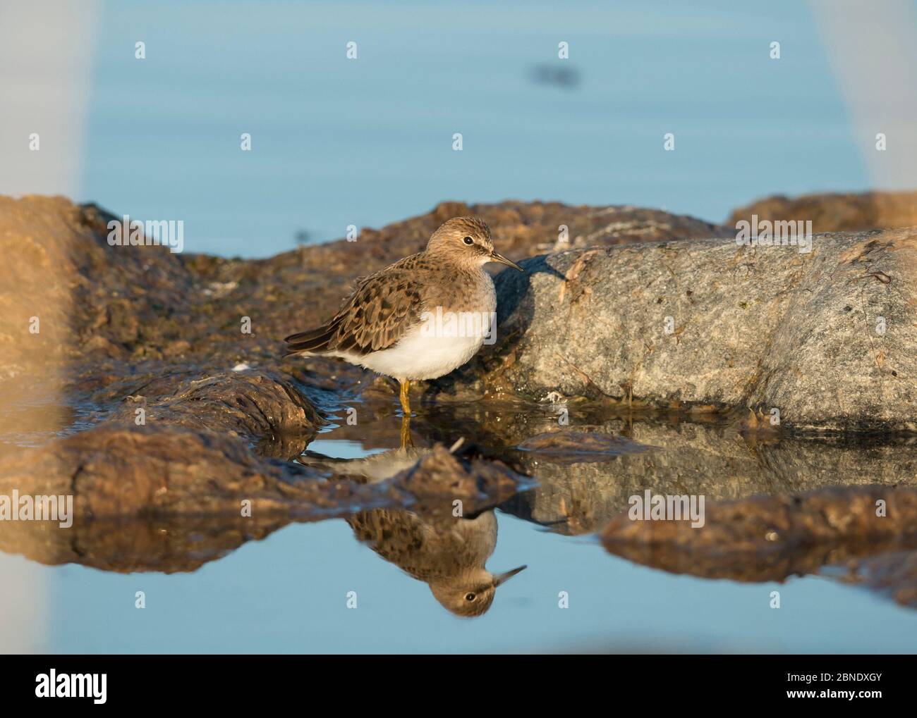 La stint de Temminck (Calidris temminckii) parmi les rochers, UTO, Finlande, mai. Banque D'Images