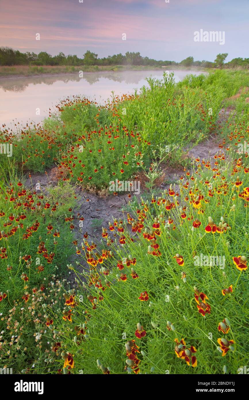 Chapeau mexicain (Ratibida columnifera) fleurit le long du chemin au bord du lac, Laredo Borderlands, Texas, États-Unis. Avril Banque D'Images