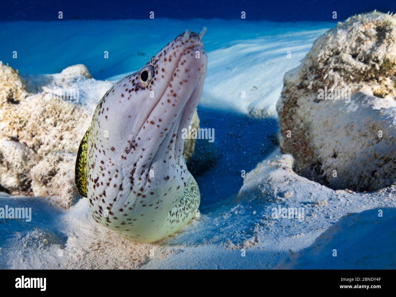 Moray tacheté (Gymnothorax moringa) sur les fonds marins, Playa del Carmen, Mer des Caraïbes, Mexique, janvier Banque D'Images