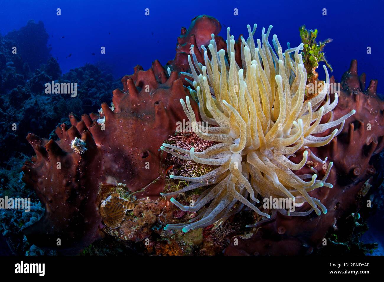 Anemone géante (Condylactis gigantea) Parc national des récifs de Cozumel, île de Cozumel, Mer des Caraïbes, Mexique, janvier Banque D'Images