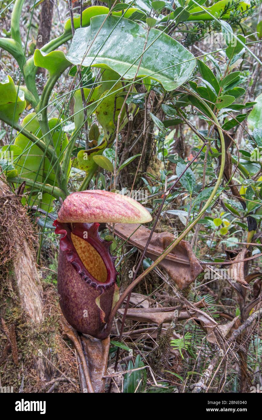 Usine de pichet (Nepenthes rajah) Mont Kinabalu, Sabah, Bornéo. Banque D'Images